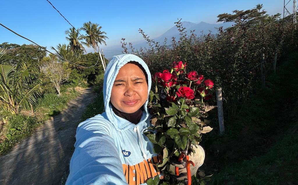 Kampung Krisan Clapar Jadi Etalase Bunga Bandungan, Pesanan Terus Mengalir