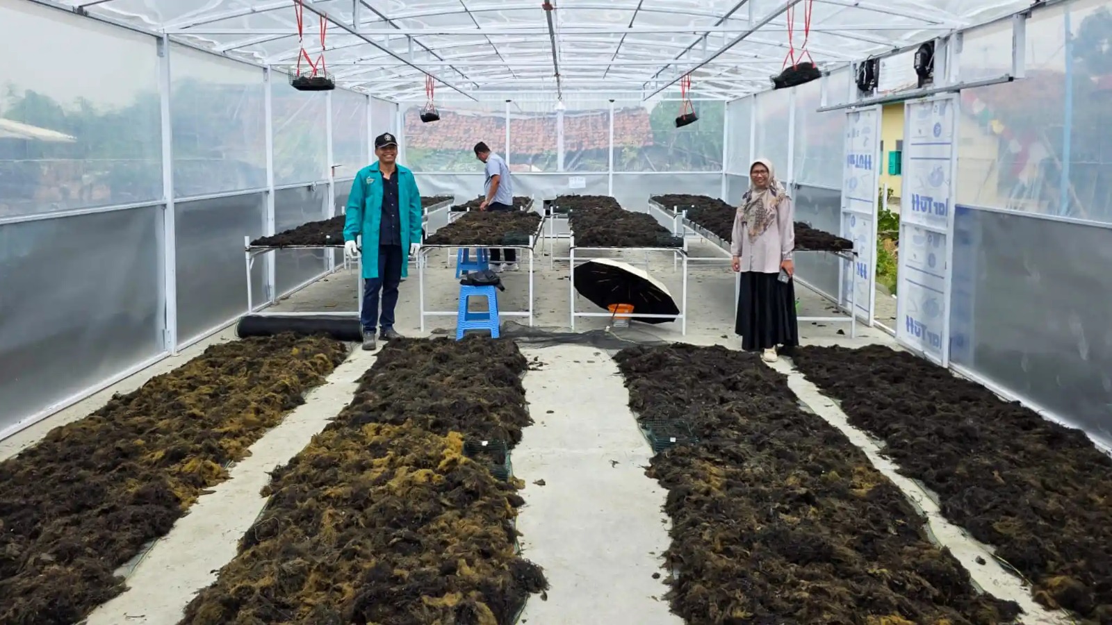 Undip dan Unwahas Bawa Teknologi Pengering Rumput Laut ke Warga Brebes